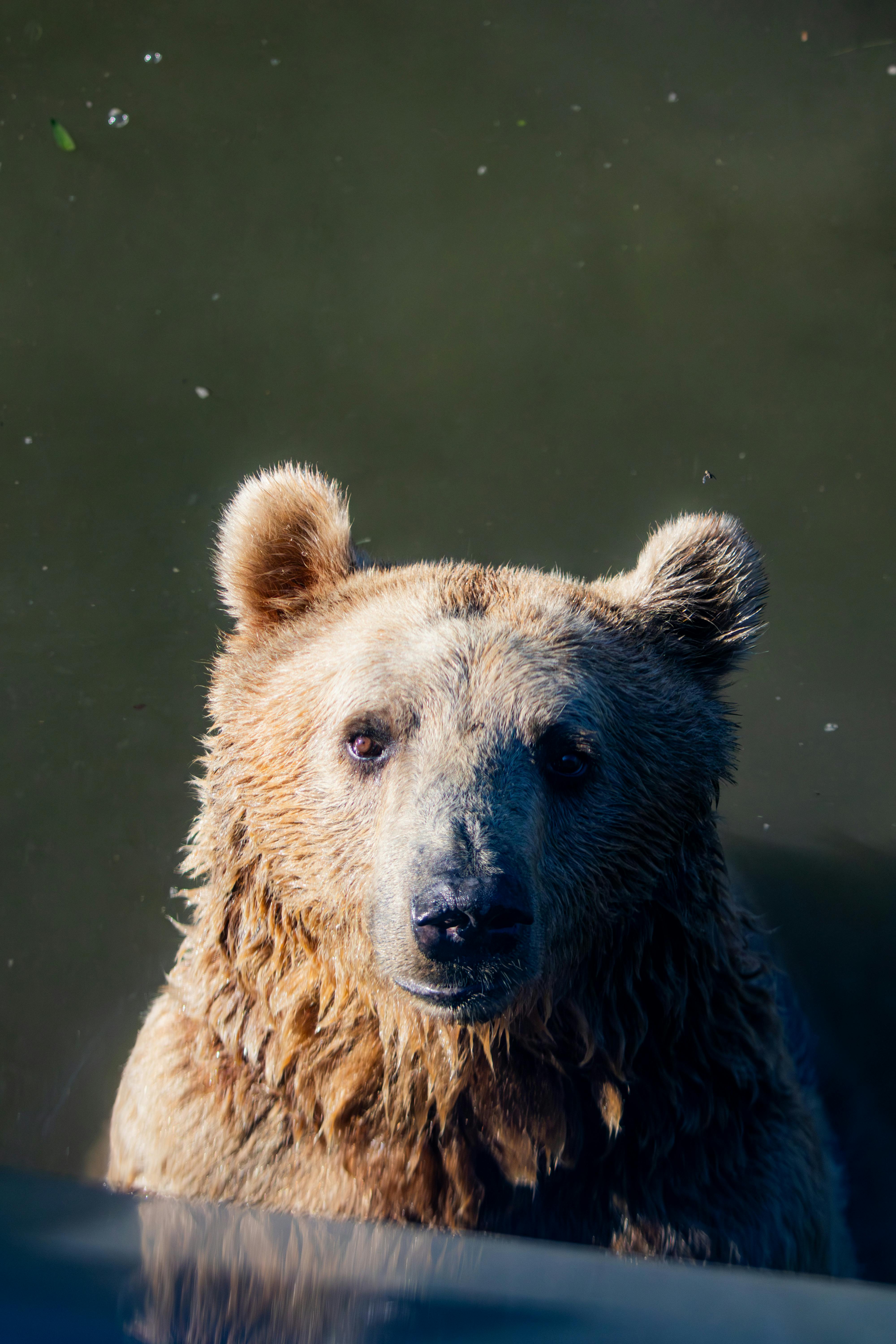 Bear Greg - Eon 01 Eon