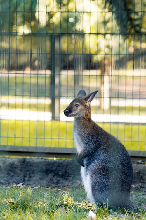Free A kangaroo stands in an outdoor enclosure on a sunny day. Stock Photo