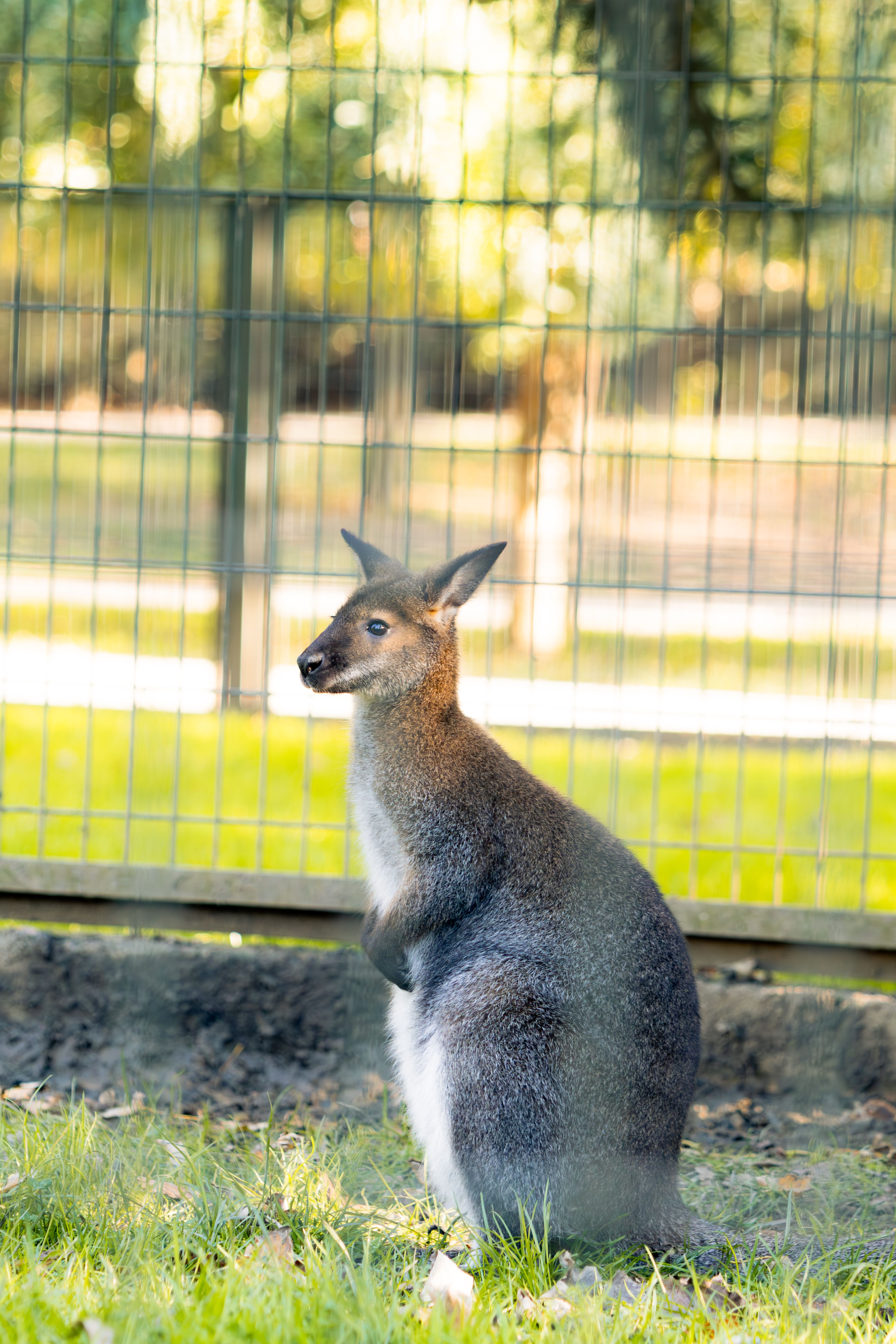 Close-Up of Wallaby in Natural Habitat · Free Stock Photo