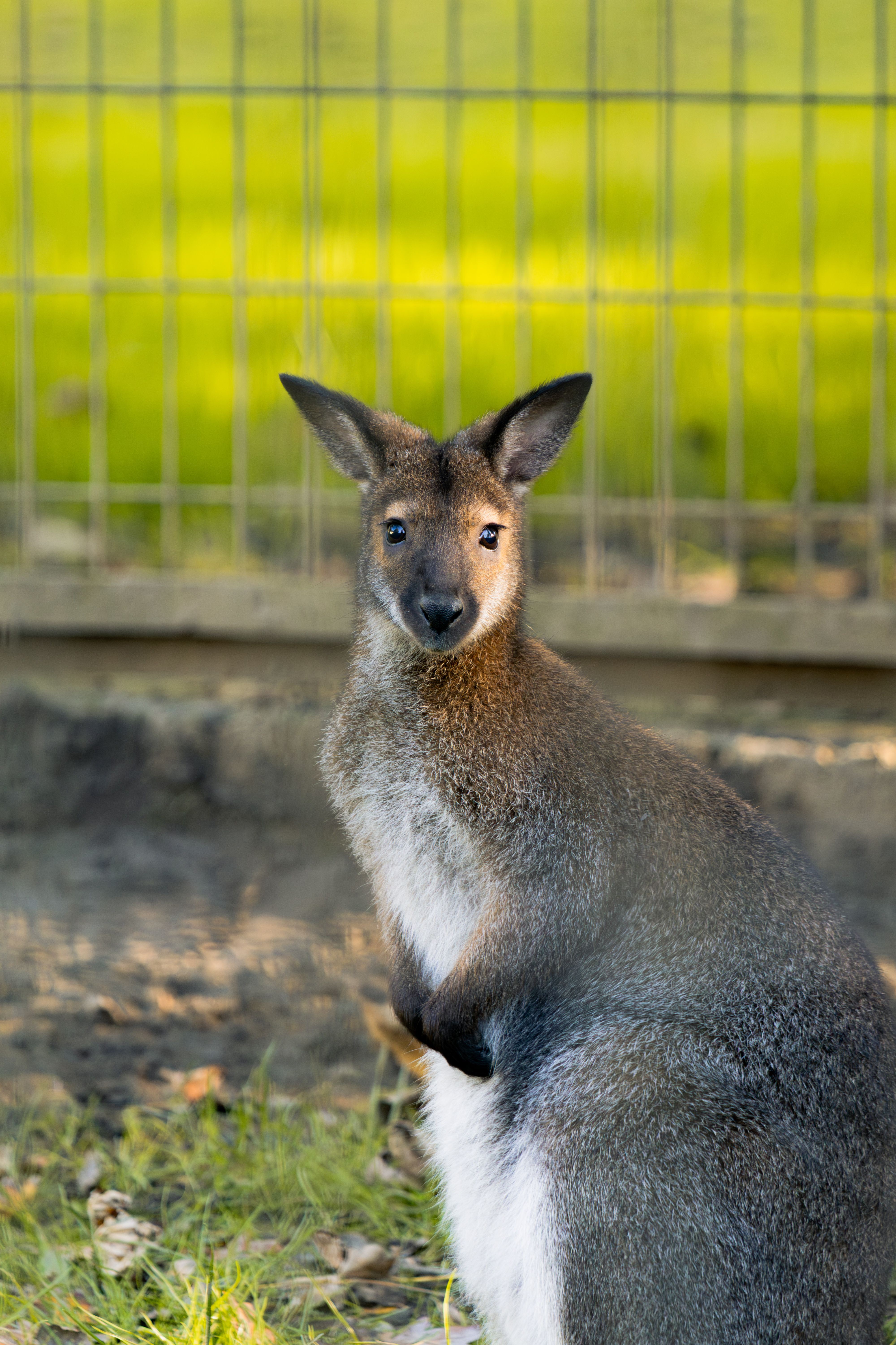 Adorable wallaby in a zoo, captured with a natural background and sunlight.