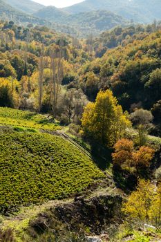 Scenic view of lush valleys with vibrant autumn foliage and distant hills.