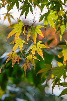 Close-up of vibrant autumn maple leaves against blurred background, showcasing seasonal beauty.