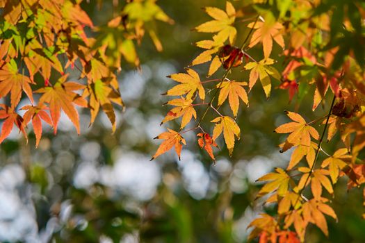 Close-up of colorful maple leaves on a sunny autumn day, capturing the warm glow of fall.