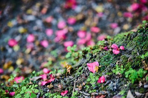 Free Pink petals scattered on moss-covered soil, a close-up nature scene. Stock Photo