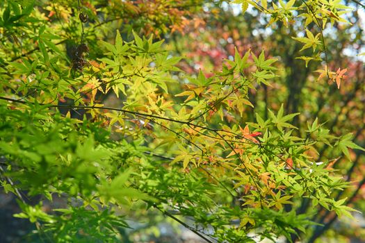 Vibrant autumn leaves on a Japanese maple tree, showcasing the beauty of fall foliage.