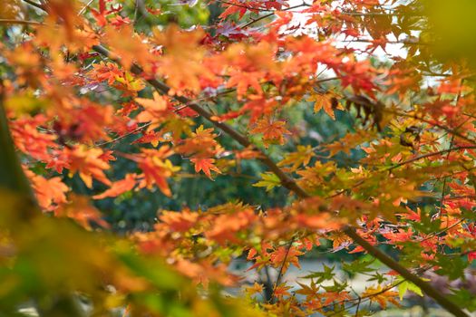 A close-up of colorful autumn maple leaves with warm sunlight filtering through.