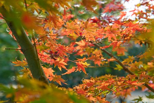 Close-up of vivid red and orange maple leaves under warm autumn sun.