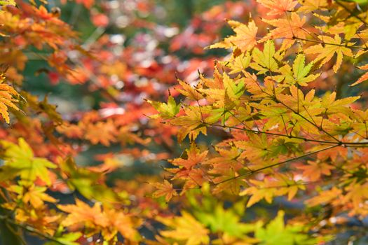 Close-up of colorful maple leaves showcasing autumn's vibrant hues.