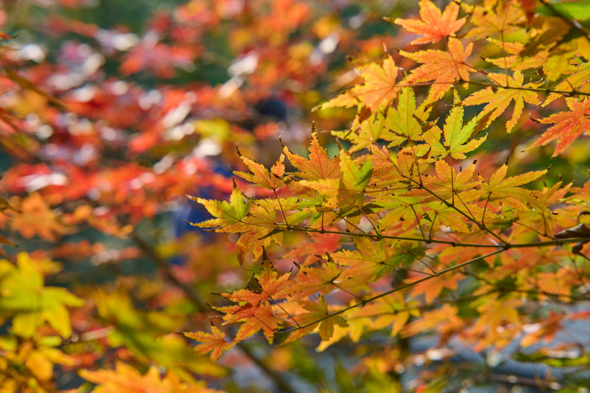 Naejangsan autumn maple forest