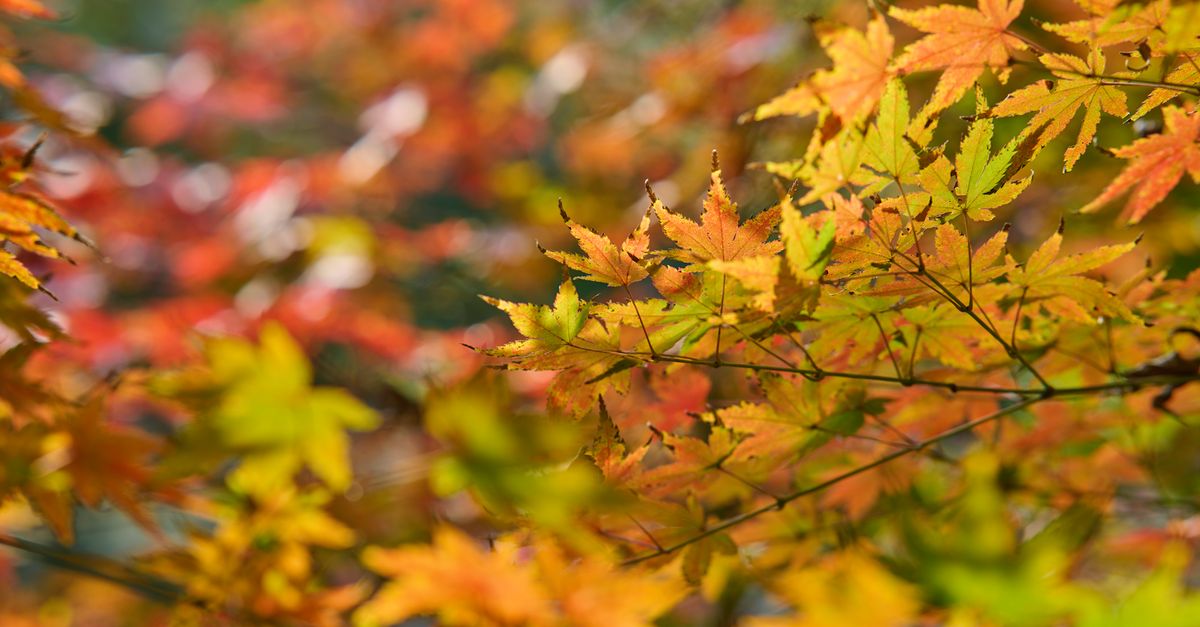 Maple Foliage