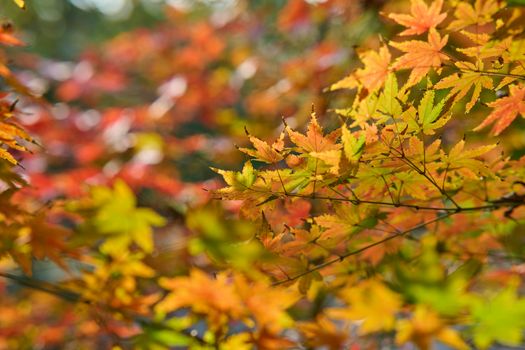 Colorful autumn maple leaves in a vibrant fall backdrop, showcasing nature's beauty.