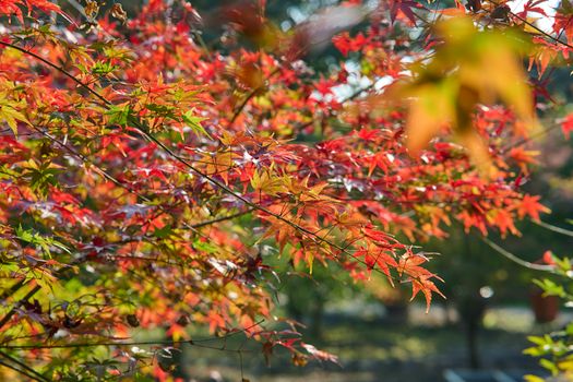 Colorful Japanese maple leaves in vibrant autumn hues during a sunny day.