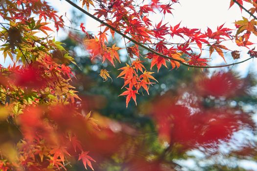 Bright red maple leaves elegantly sway on a branch, capturing the essence of fall.