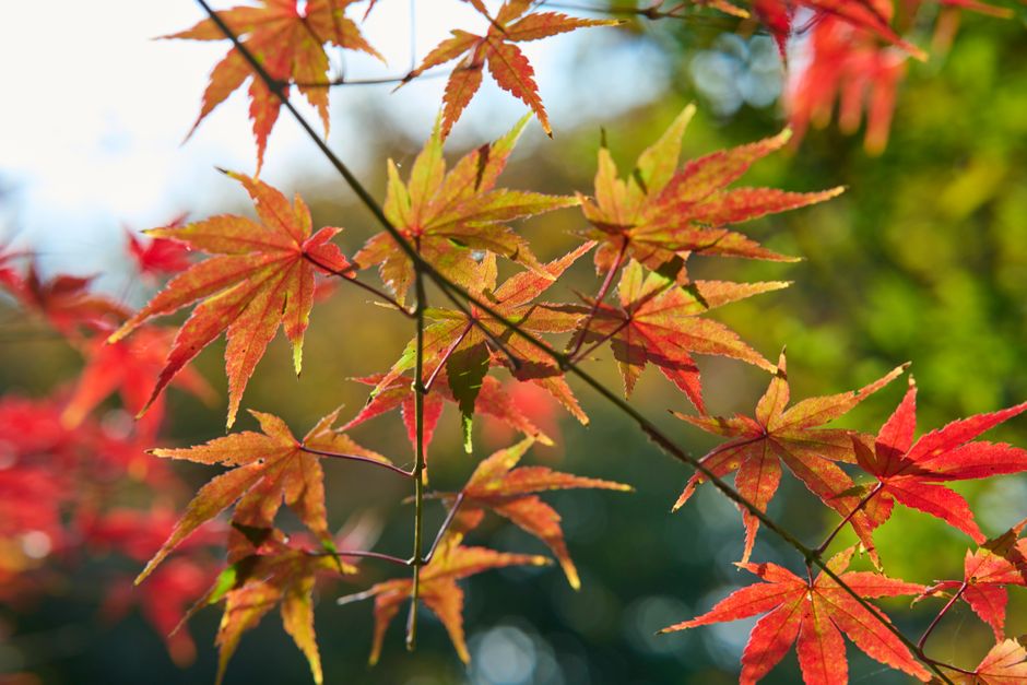 九寨沟树正群海红叶