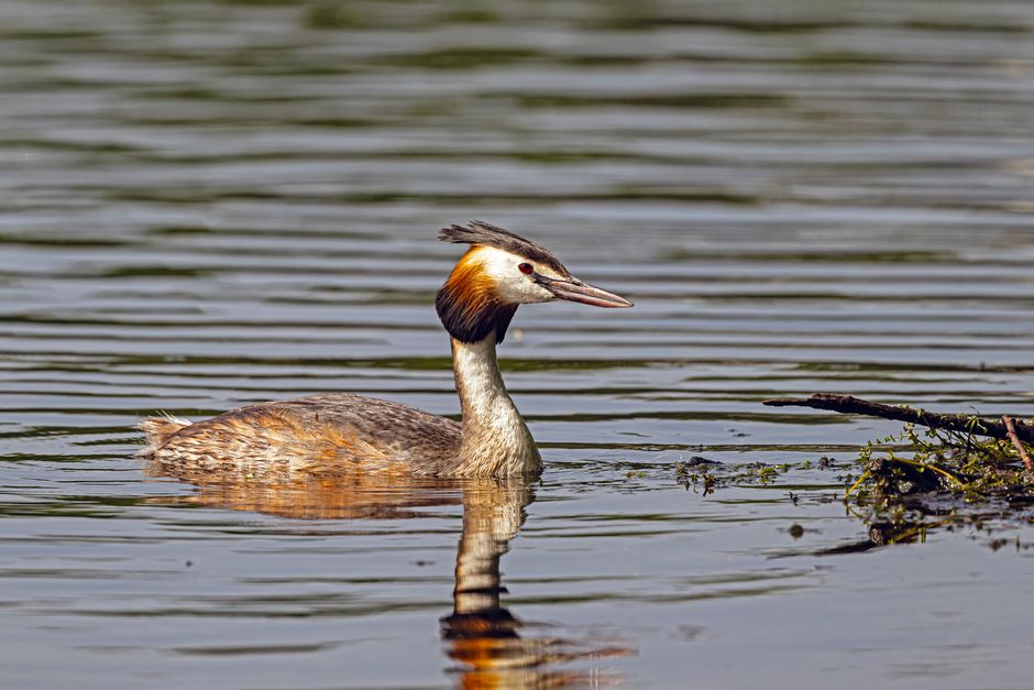 A Great Crested Grebe swims peacefully in the rippling waters, captured in Bremen.