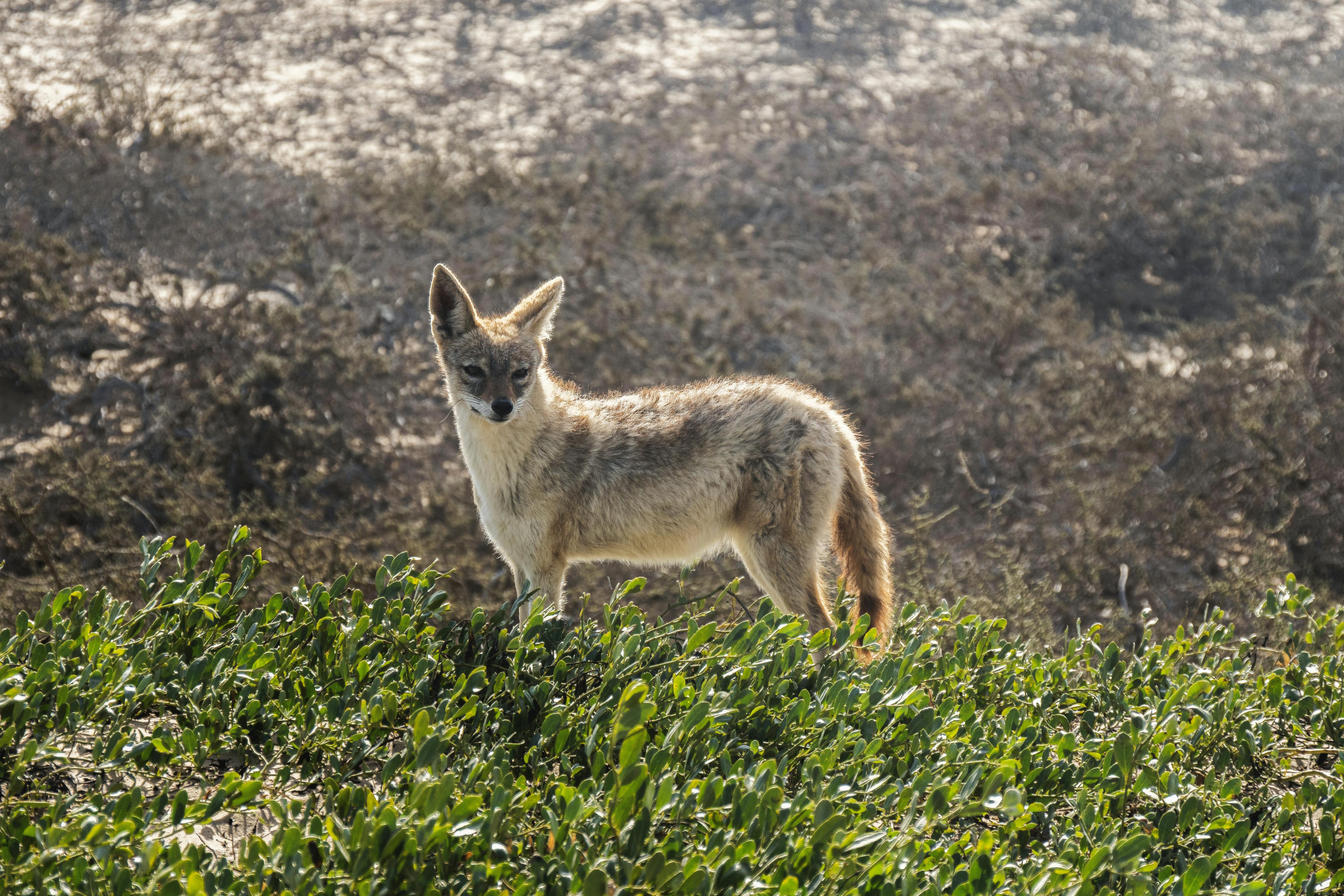A fox standing on grass in its natural habitat. Sunlit and serene environment.