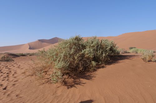 Free Captivating desert landscape featuring sand dunes and resilient vegetation under a clear blue sky. Stock Photo