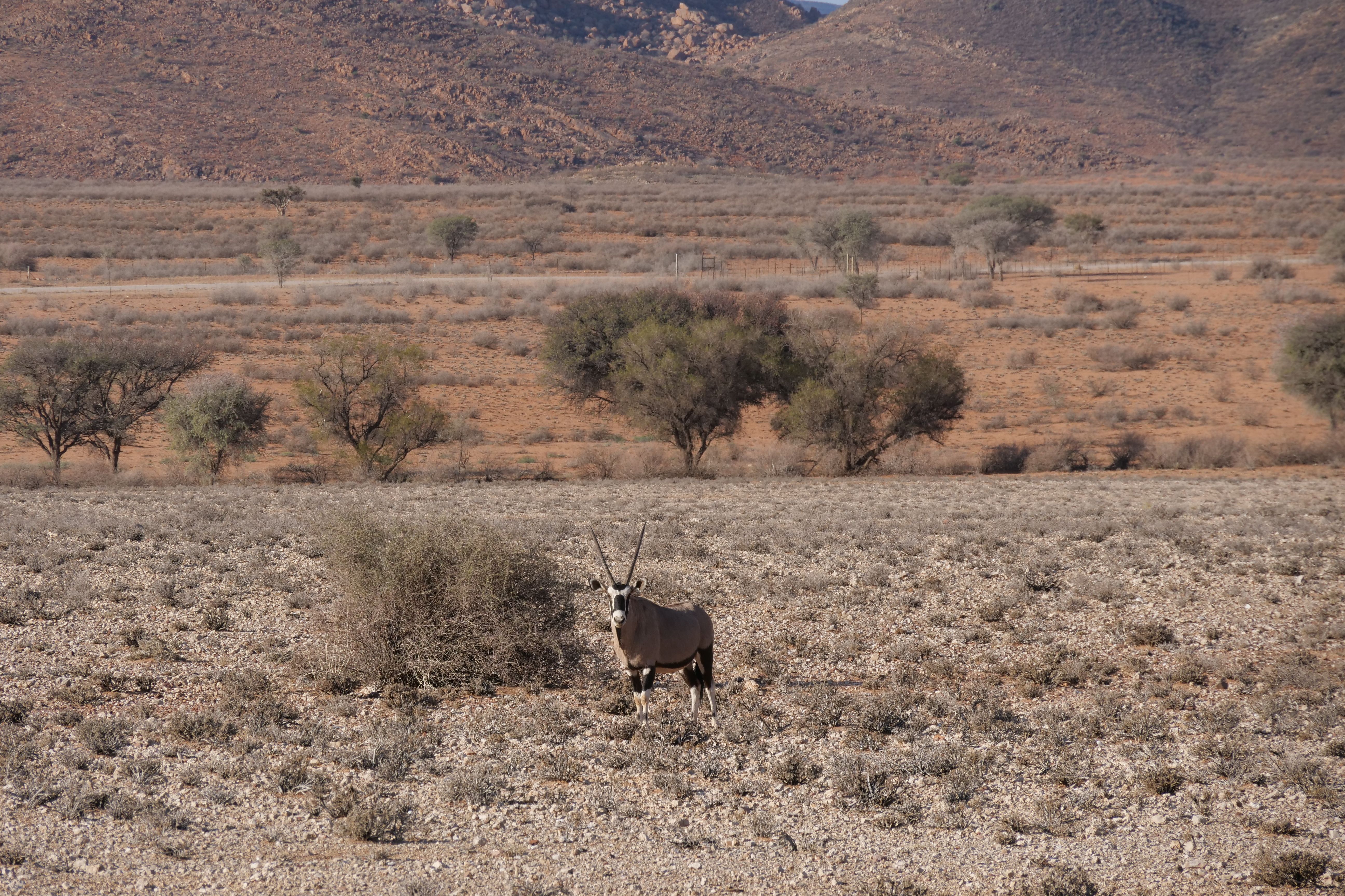 A solitary gemsbok stands in a dry, rocky landscape, highlighting the African wilderness.