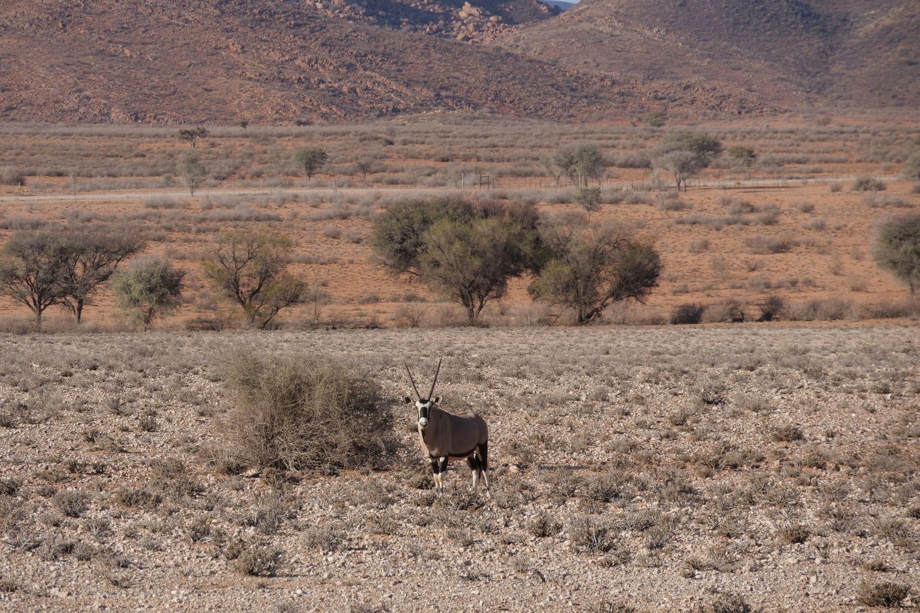 Crafting Your Namibia Safari Itinerary for 2027