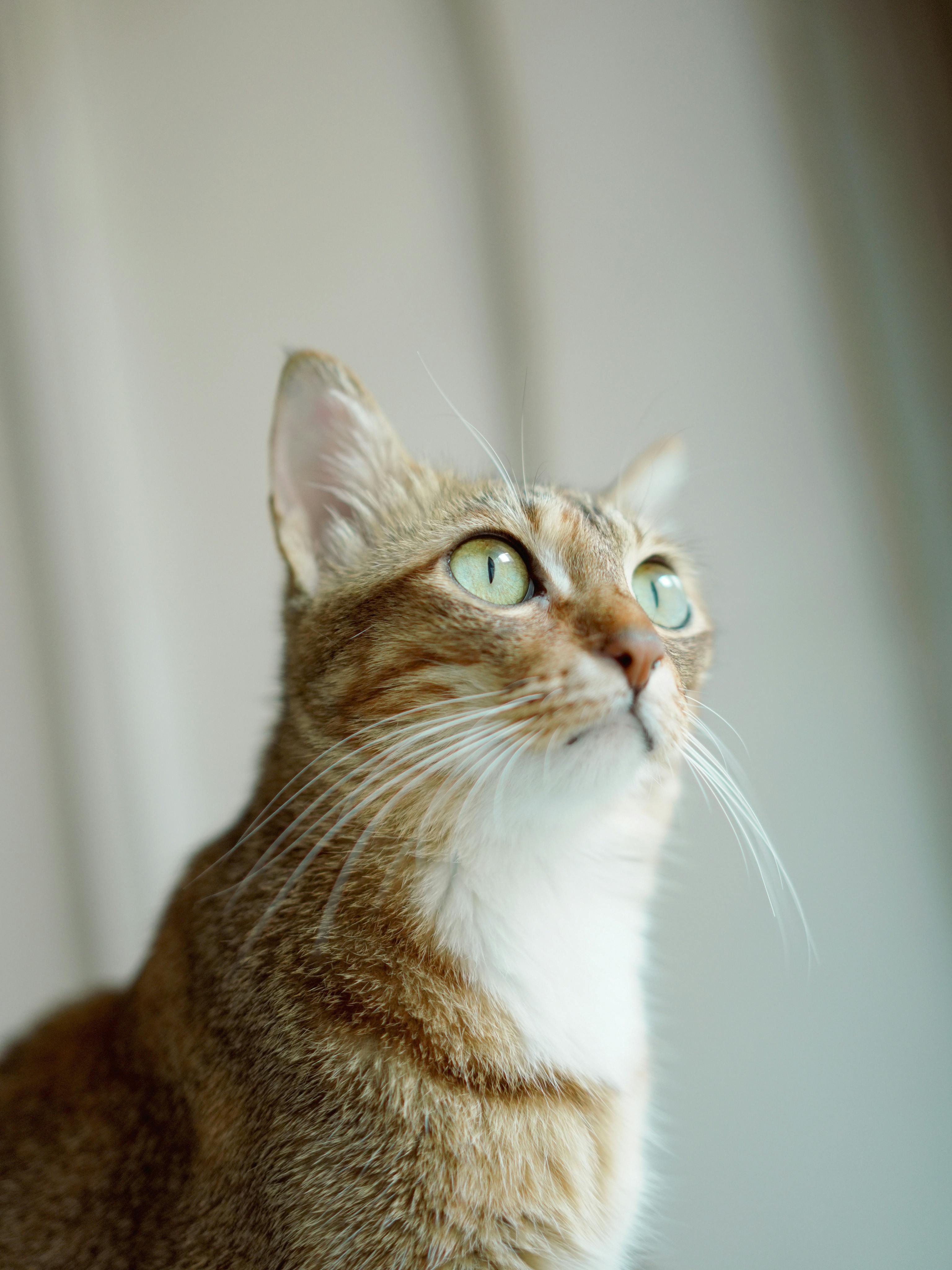 Free A detailed close-up portrait of a tabby cat with striking green eyes gazing upwards. Stock Photo