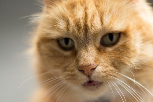 Selective Focus Photograph of Orange Tabby Cat