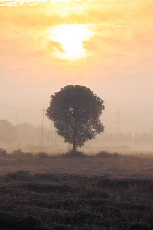 Solitary Tree in Misty Sunrise Landscape · Free Stock Photo