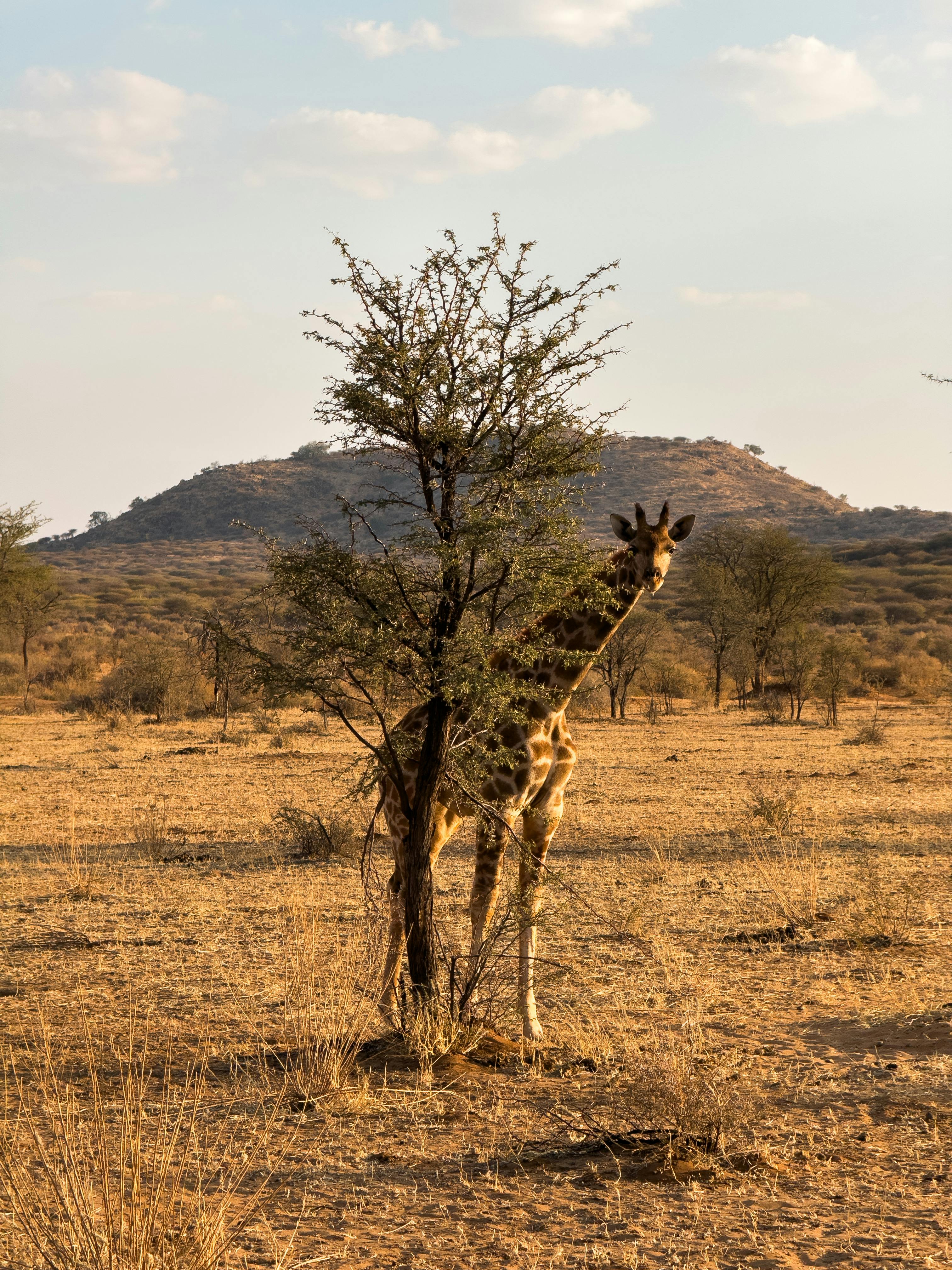 A giraffe stands beside an acacia tree in the African savanna. Scenic wildlife view.