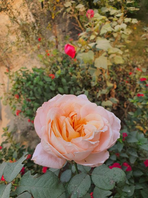 Free A vibrant peach rose in a garden setting with lush greenery. Stock Photo