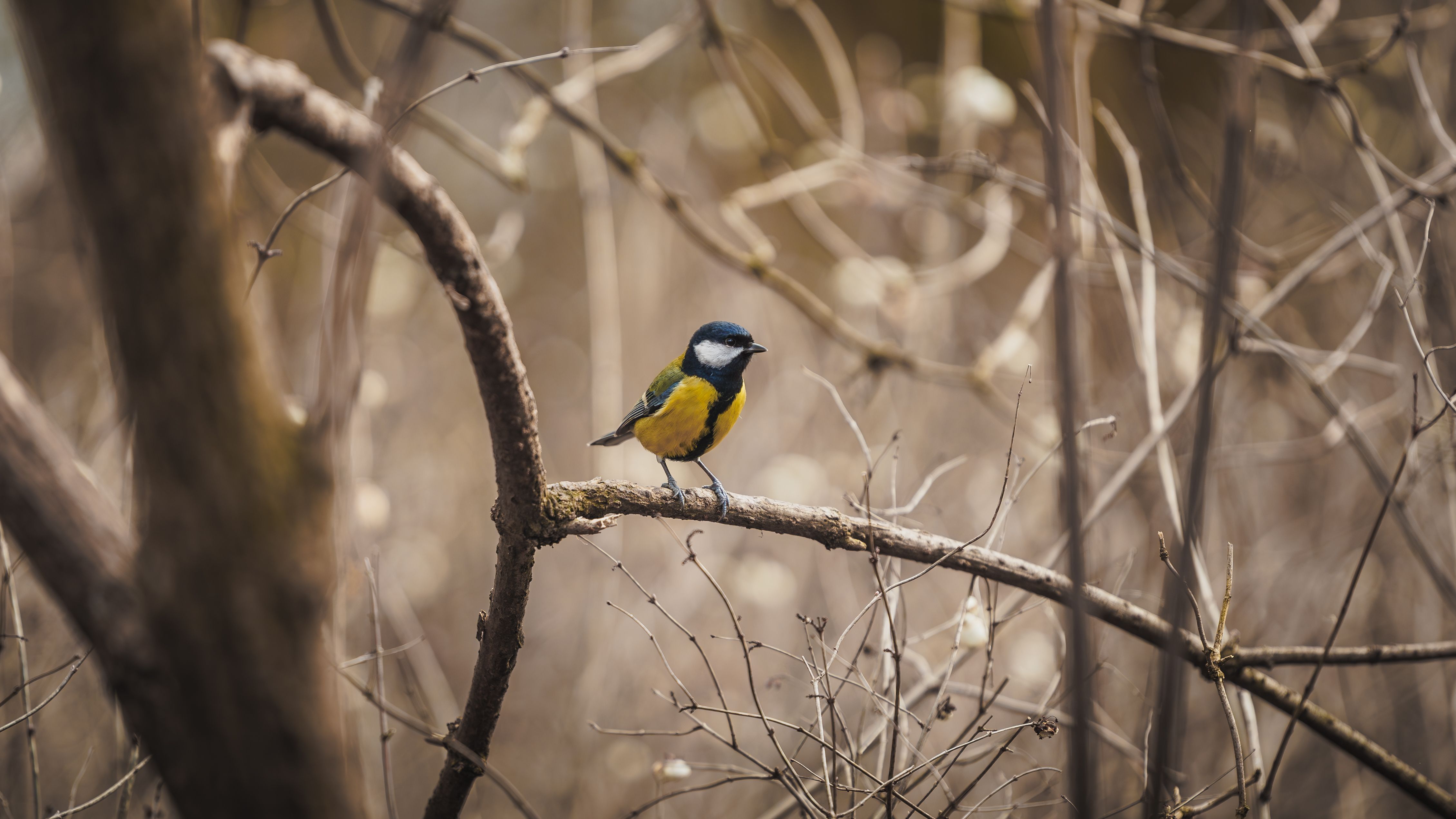 Bird Watching For Beginners