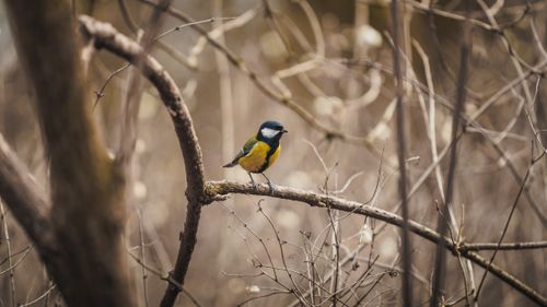 Free A great tit (Parus major) perched on a branch amidst a tangle of twigs in early spring. Stock Photo