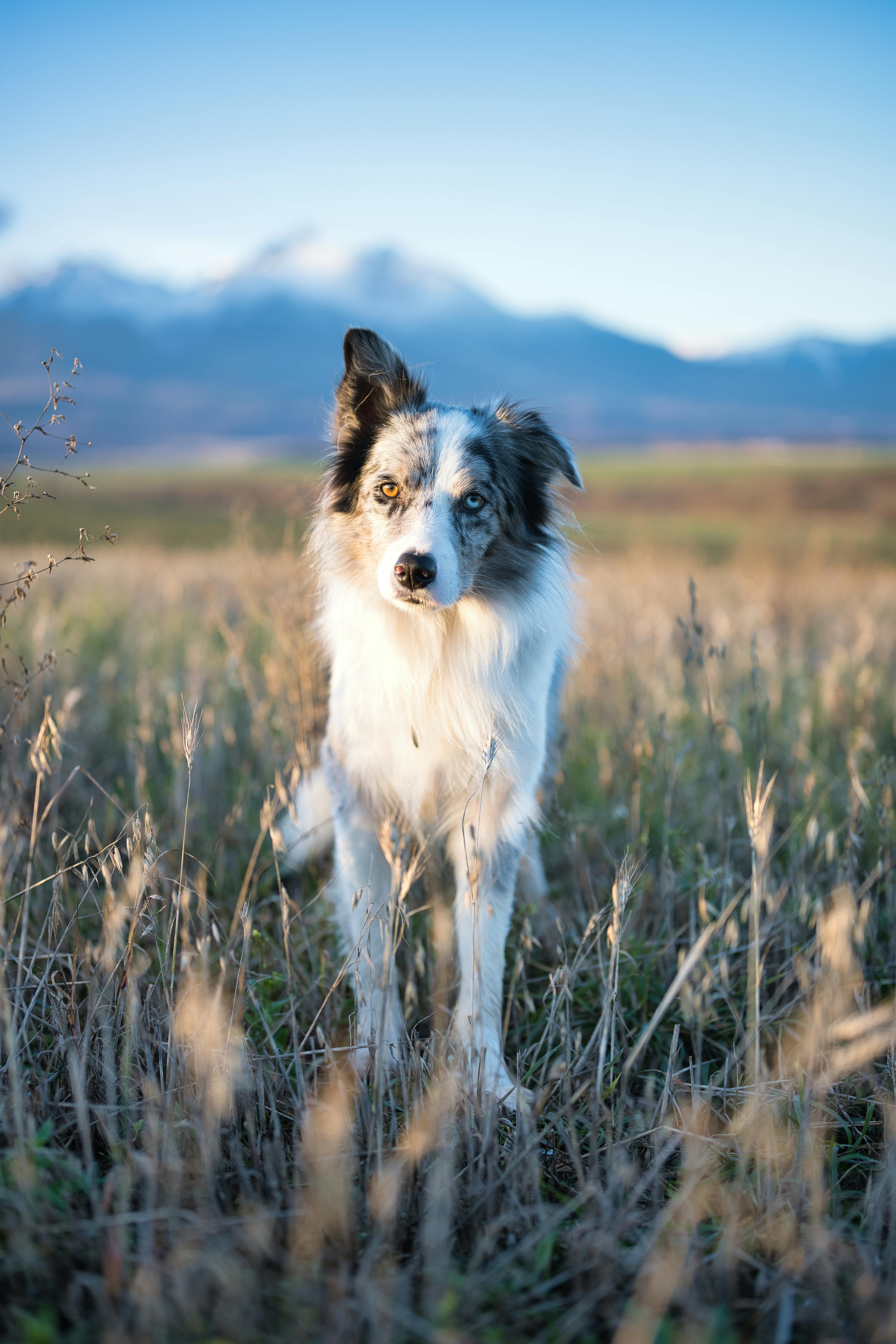 A beautiful Border Collie in a serene meadow with mountains, captured in Poprad, Slovakia.