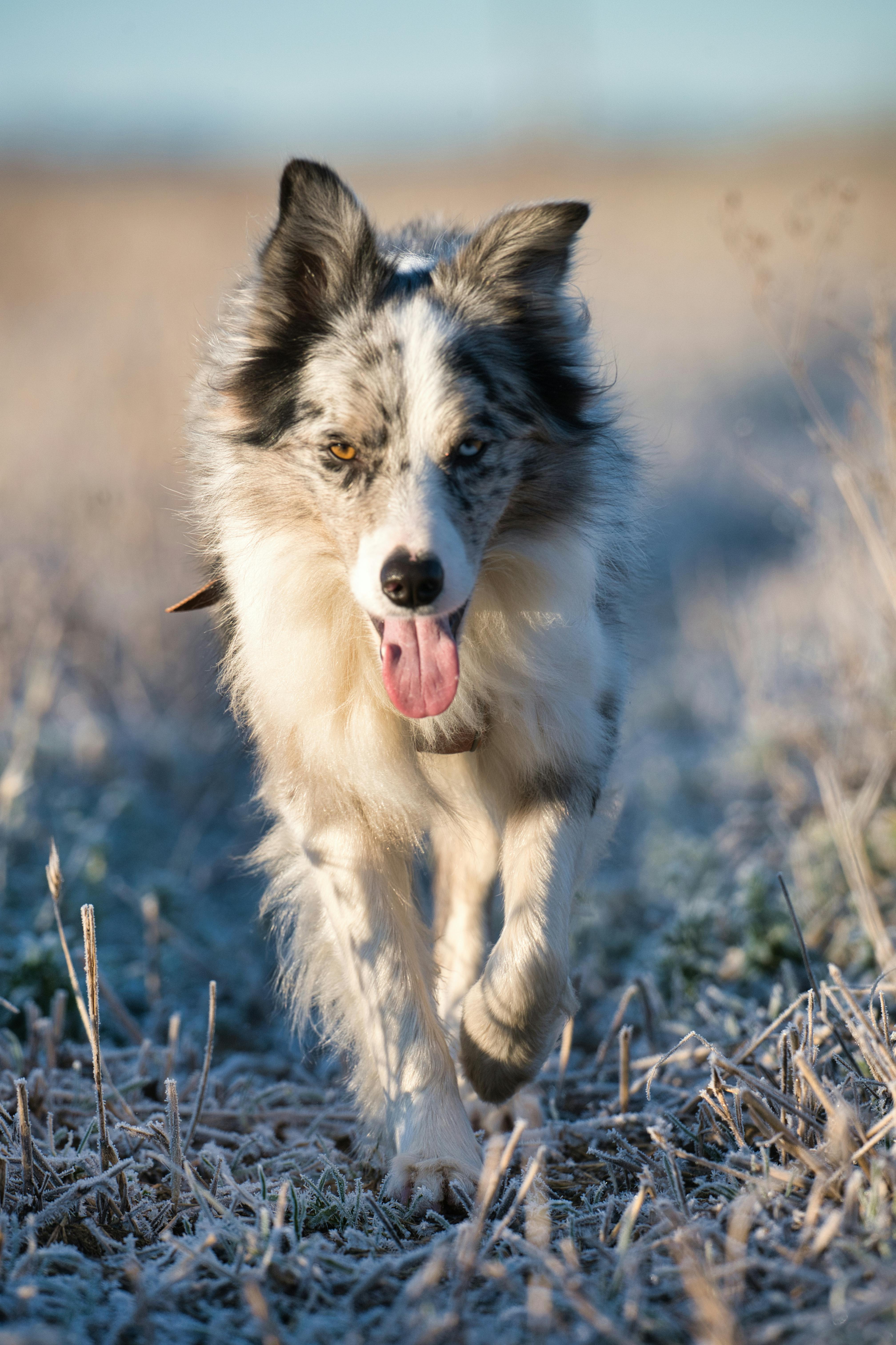Why Do Dogs Have Wet Noses? Discover the Fascinating Reasons! 5 The Role of Canine Nasal Moisture in Temperature Regulation: What You Need to Know