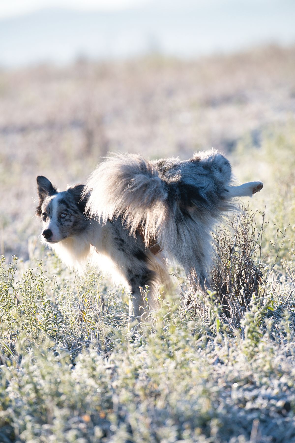 Border collie bleu merle levant la patte pour uriner dans un champ couvert de givre