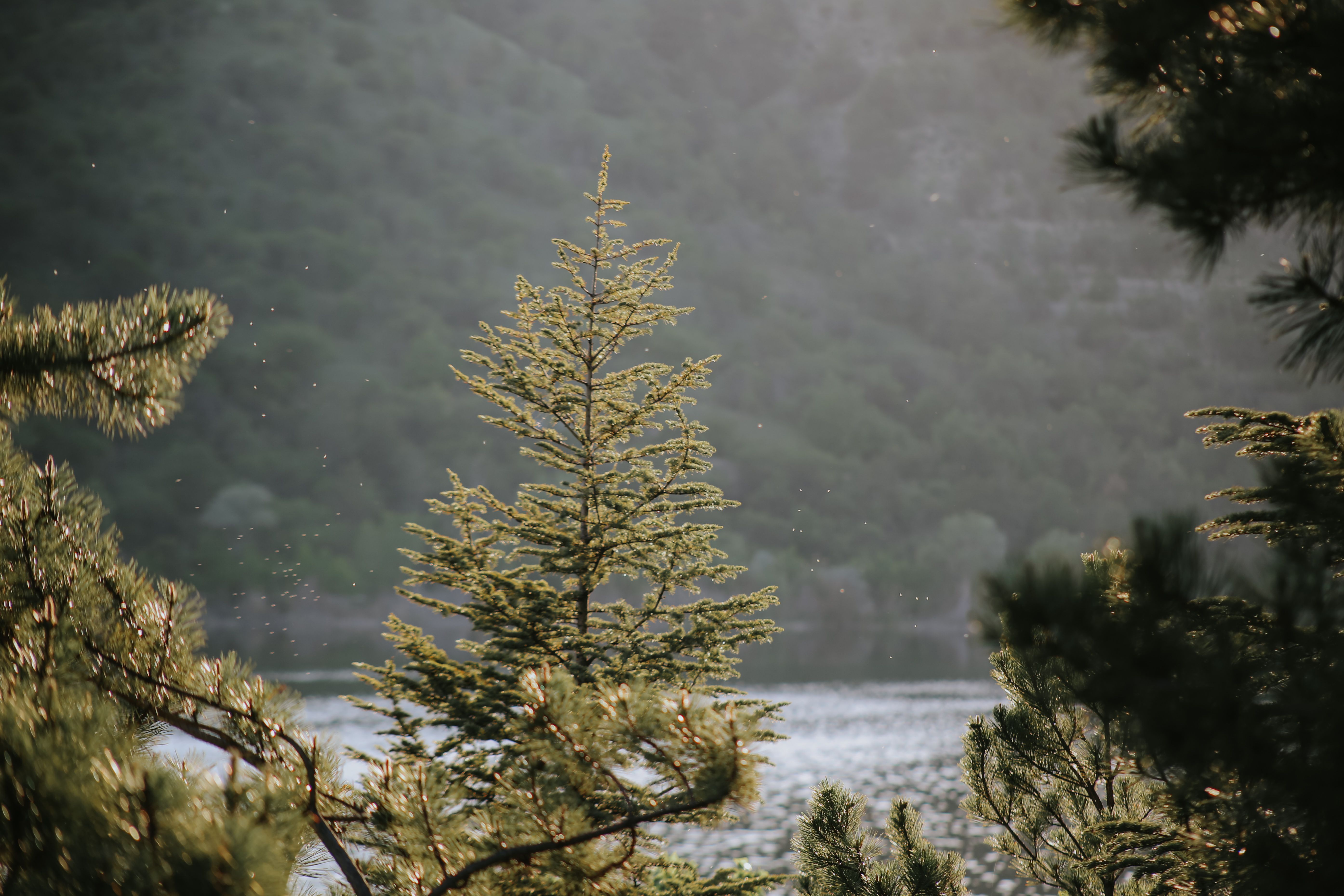 Serene Pine Tree by a Lakeside in Summer · Free Stock Photo