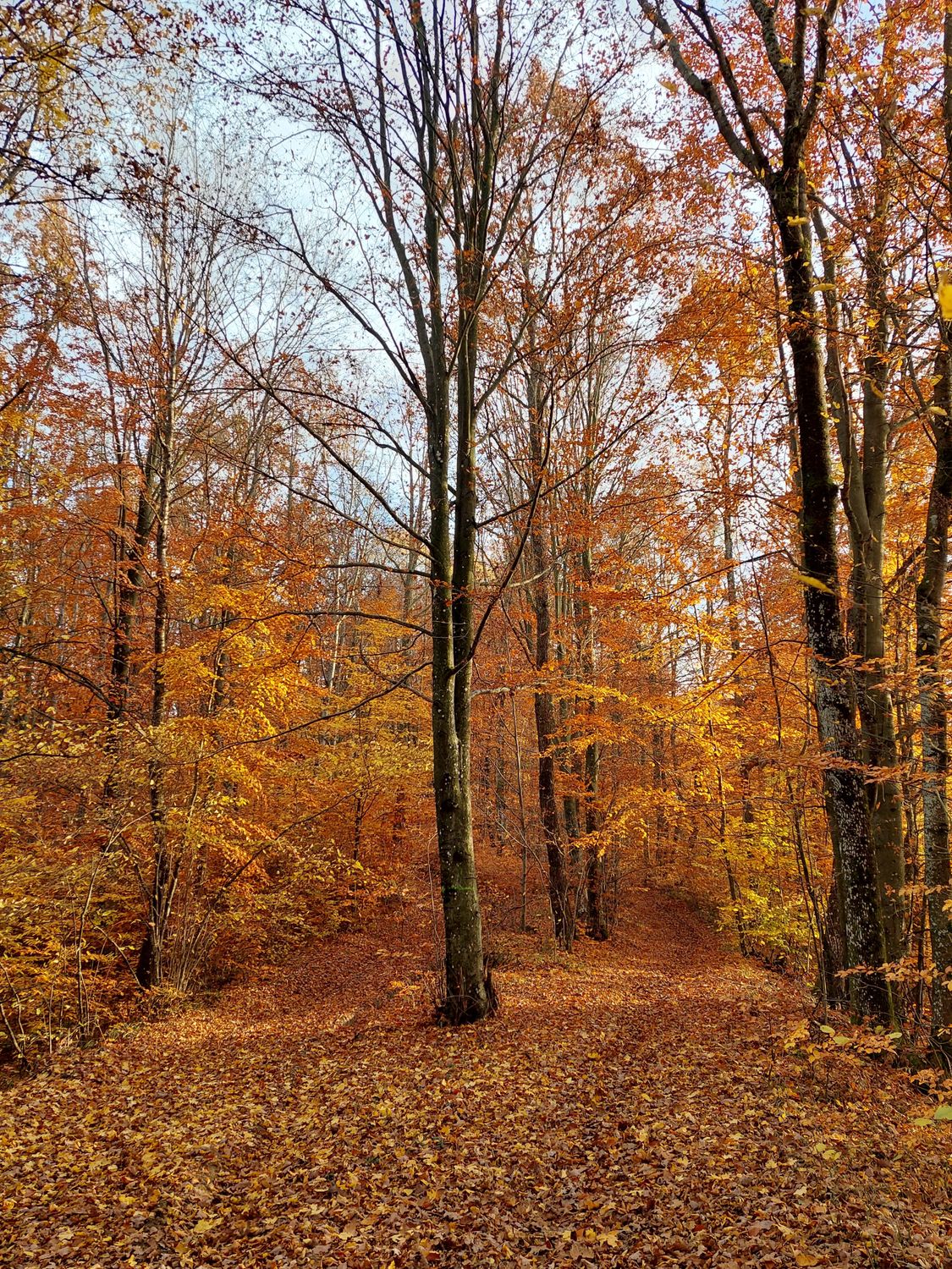 Photos Autom Vibrant Autumn Forest with Fallen Leaves · Free Stock Photo