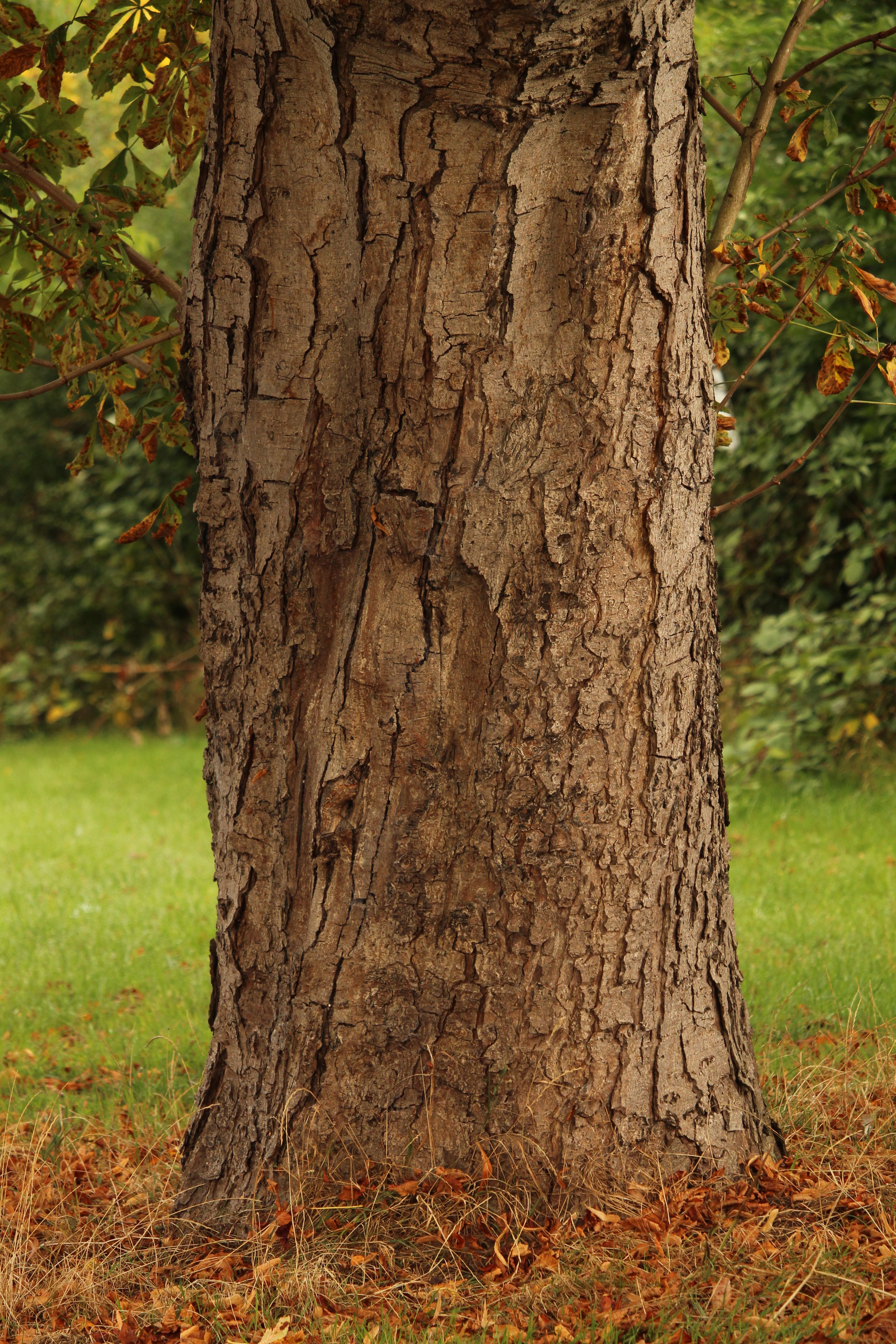 Close-up of Tree Trunk in Fall Forest · Free Stock Photo
