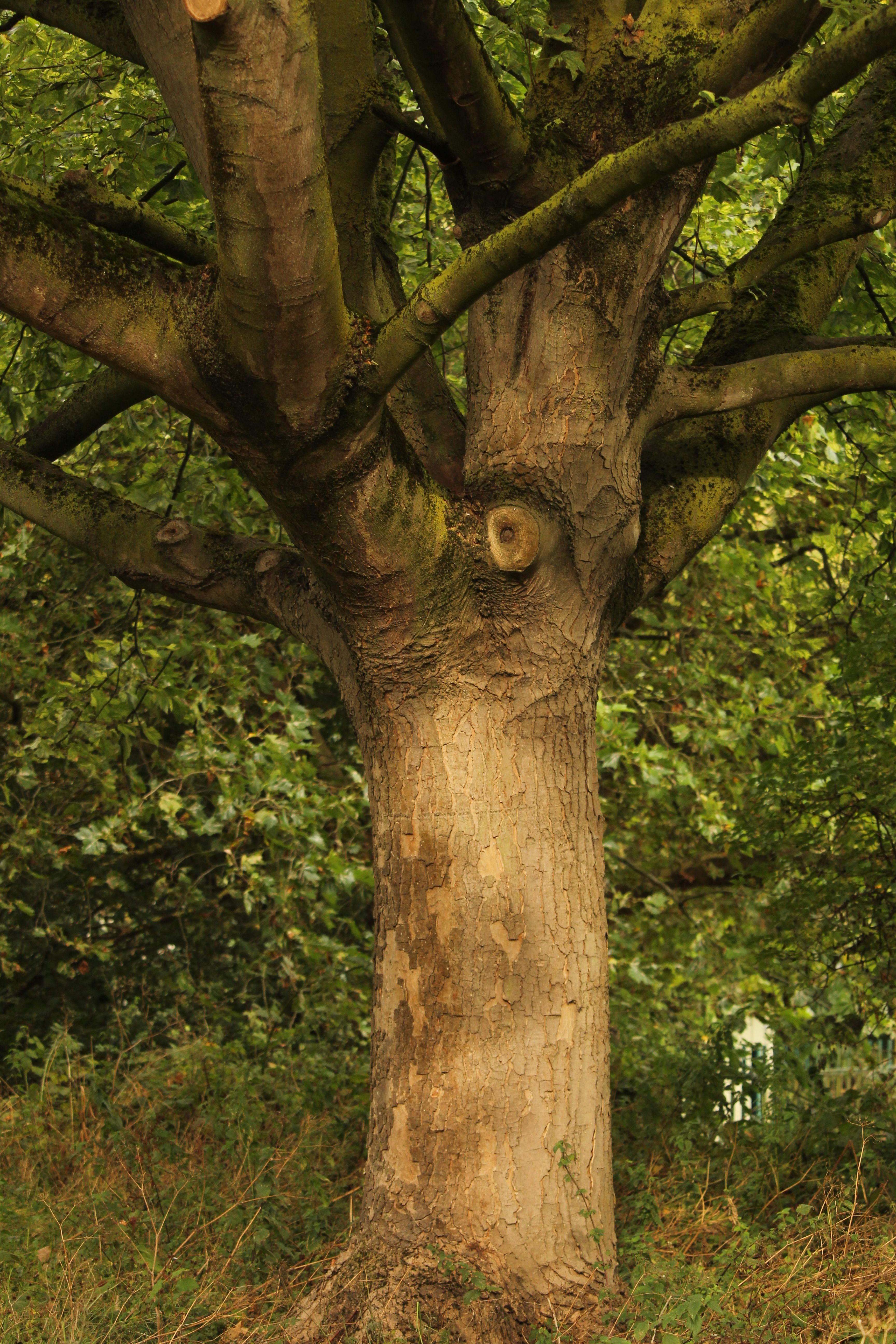 Majestic Oak Tree in Lush Green Forest · Free Stock Photo