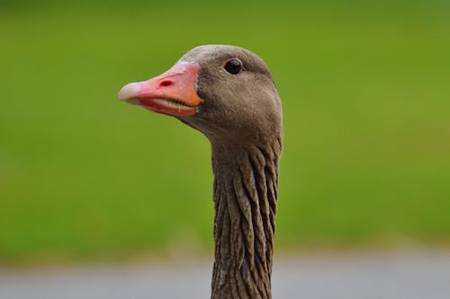 Free Brown Dog Sculpture Stock Photo