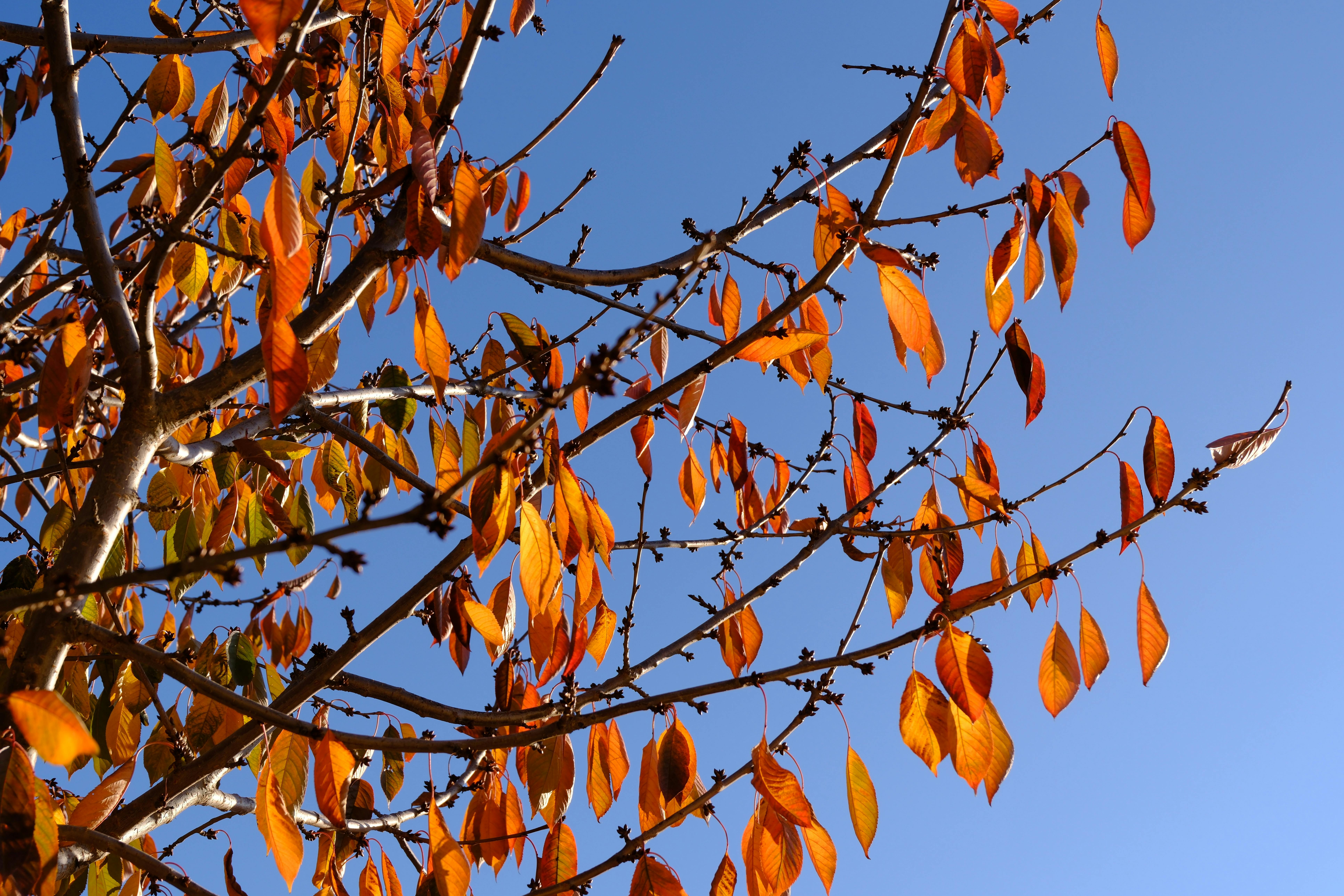 生活：「山谷燈光節」29日繽紛開幕 夢幻迎接耶誕佳節