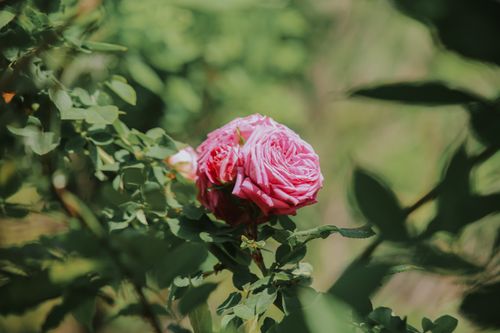 Free Close-up of a vibrant pink rose in a sunlit garden, highlighting its delicate petals. Stock Photo