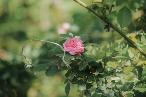 Free A beautiful pink rose in full bloom against lush green leaves, capturing nature's elegance. Stock Photo