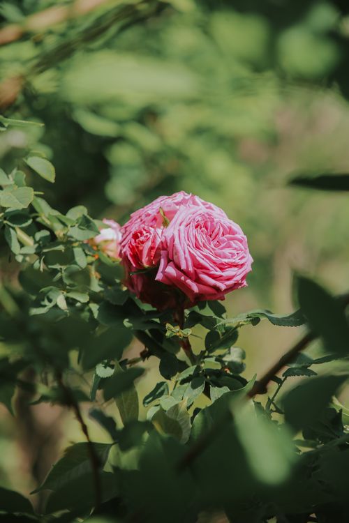 Free Close-up of a vibrant pink rose bloom surrounded by lush green leaves in a sunlit garden setting. Stock Photo