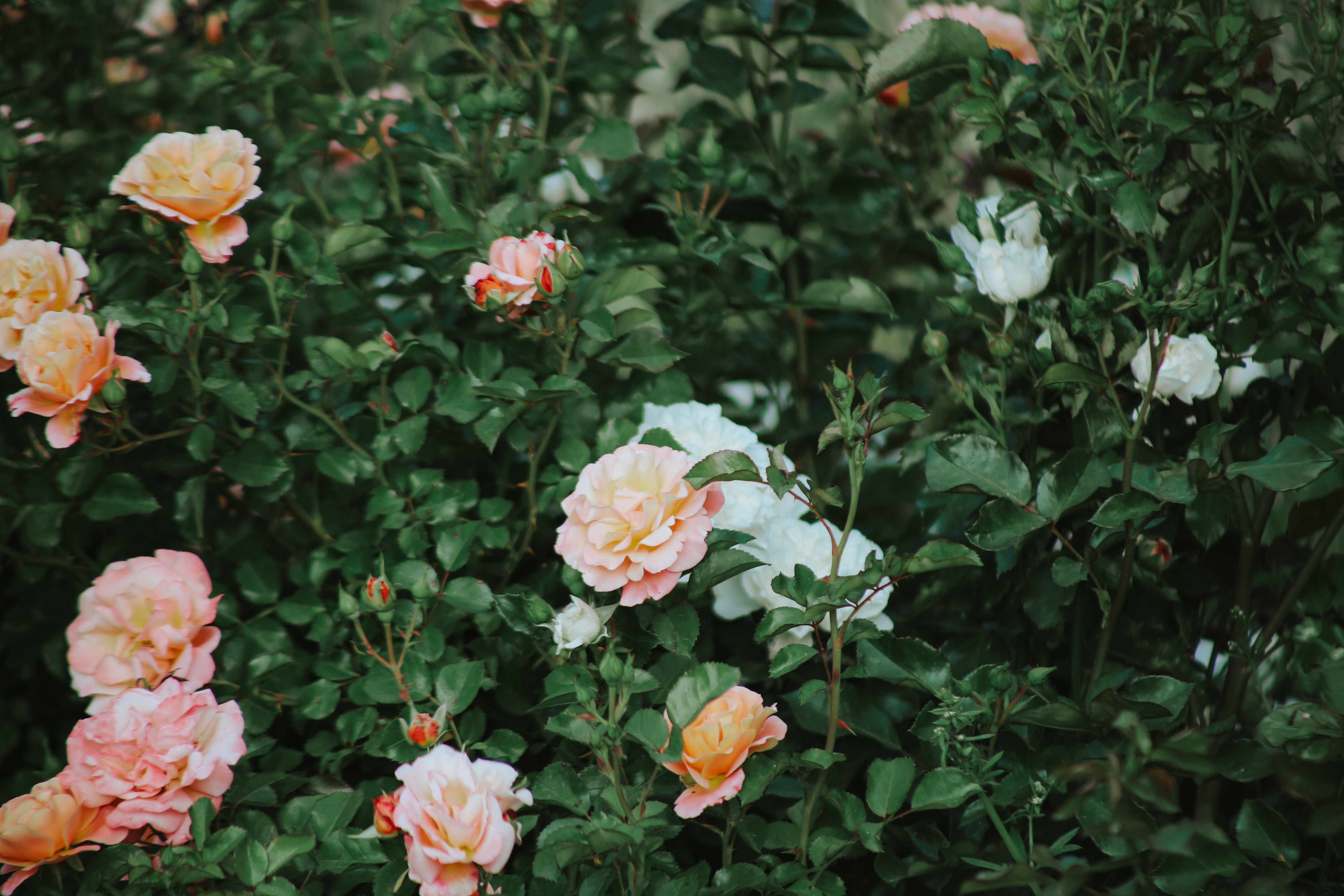 Lush Garden of Blooming Roses in Summer · Free Stock Photo