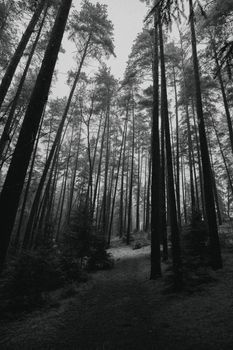 A serene misty forest with towering pine trees captured in atmospheric black and white.