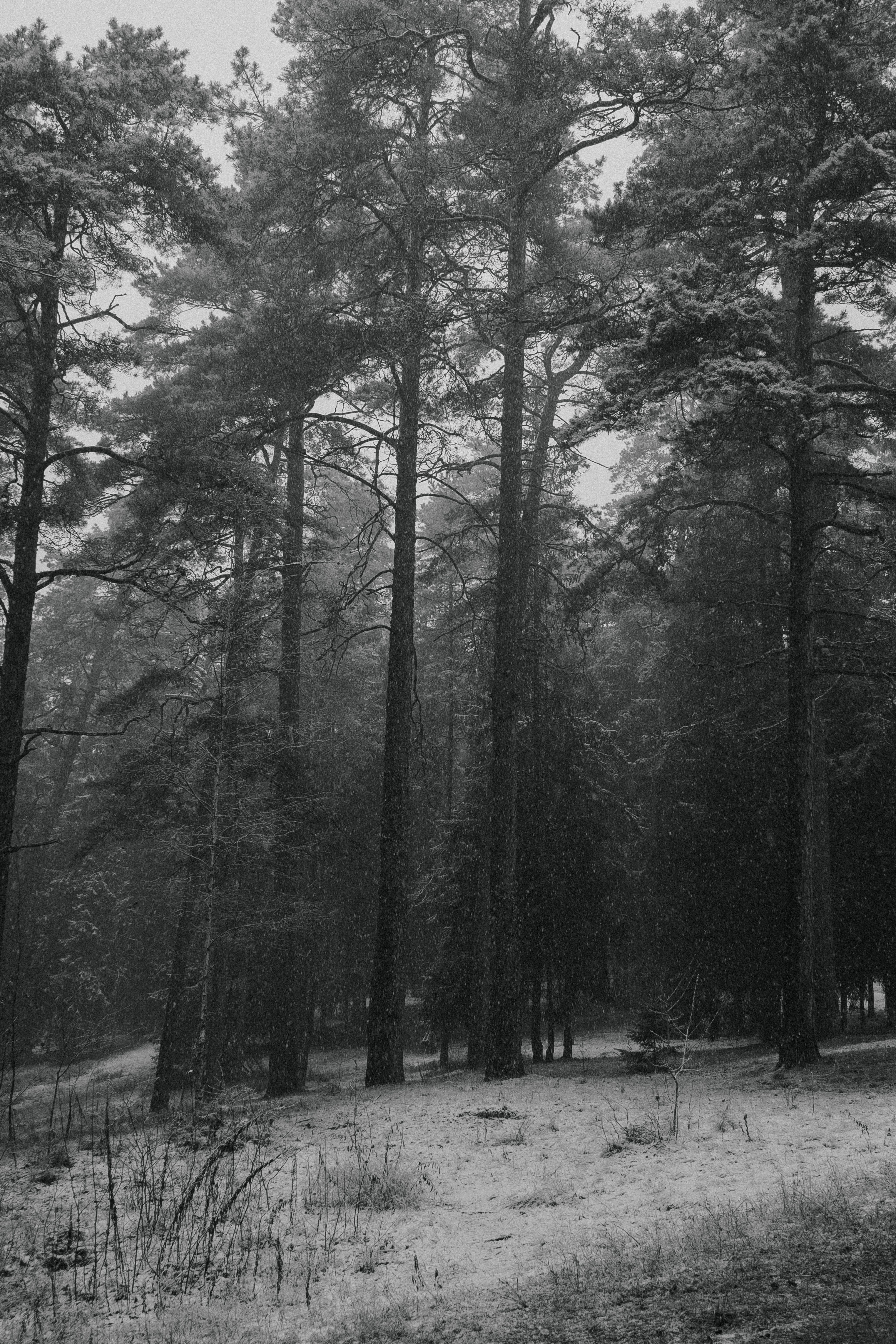 Black and White Winter Forest Scene · Free Stock Photo