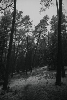 A peaceful snowy forest with tall trees in a monochromatic tone, capturing winter's beauty.