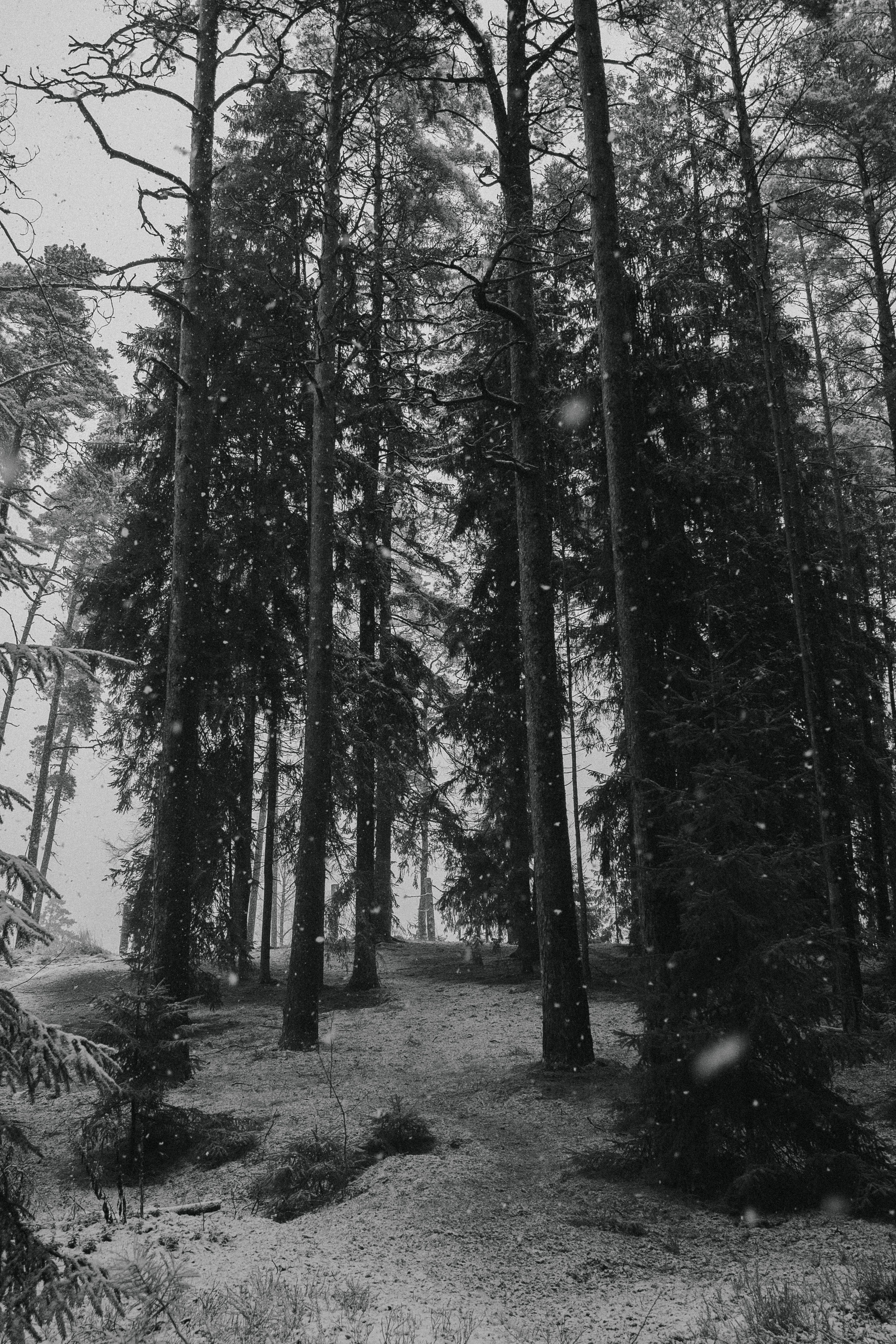Black and White Winter Forest Landscape · Free Stock Photo