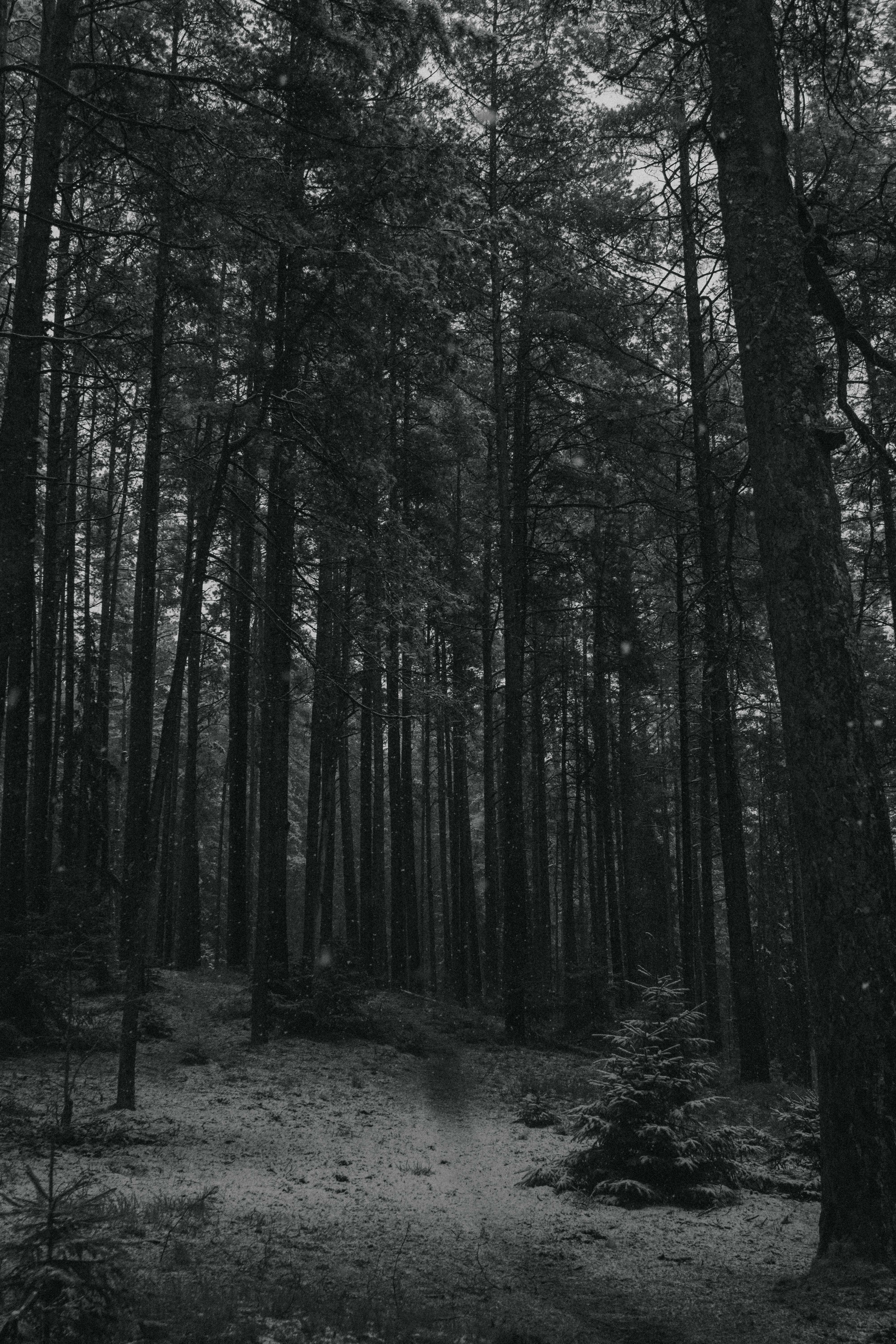 Serene Black and White Forest Landscape · Free Stock Photo