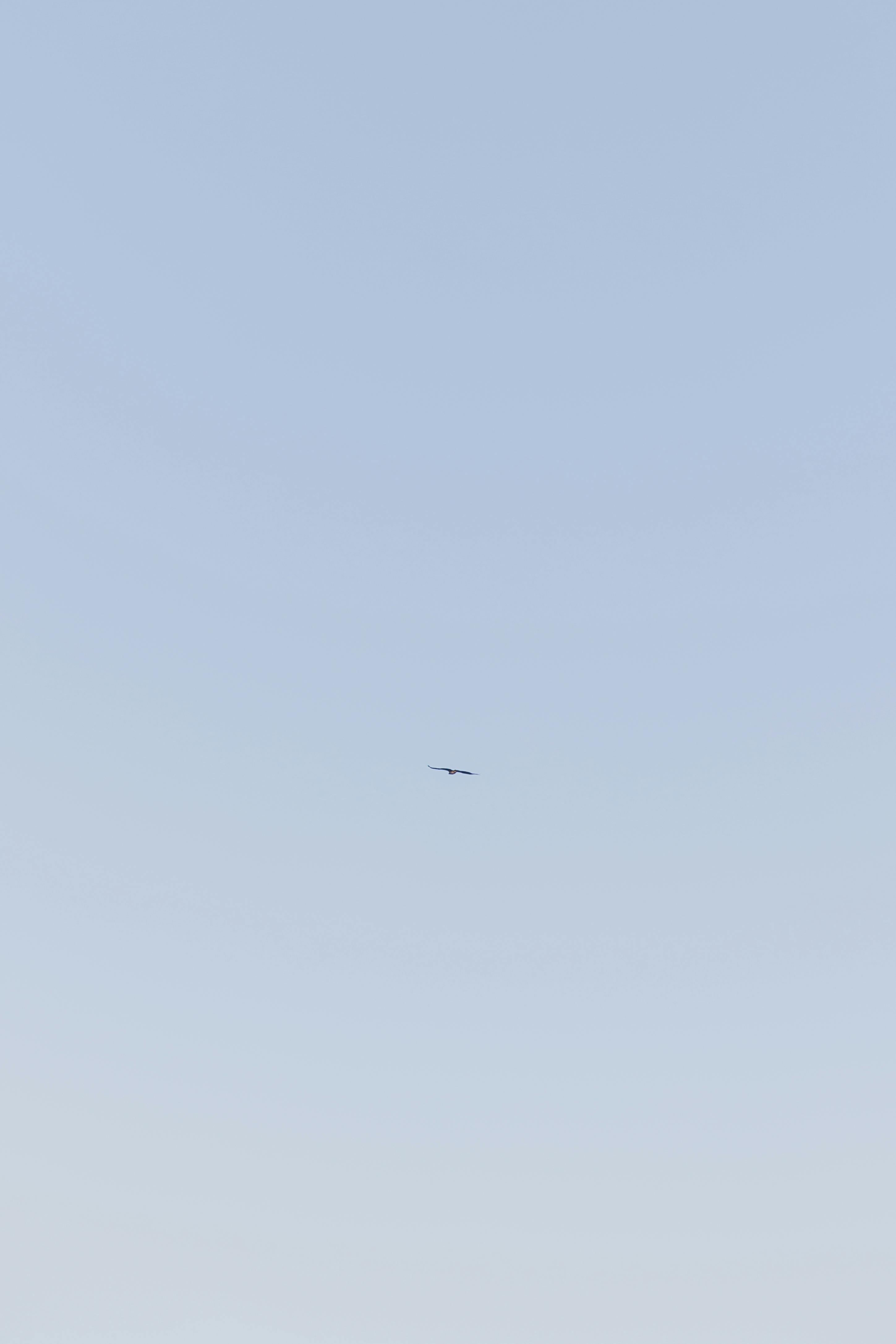 grátis Foto profissional grátis de aéreo, aeronáutica, animais selvagens Foto profissional