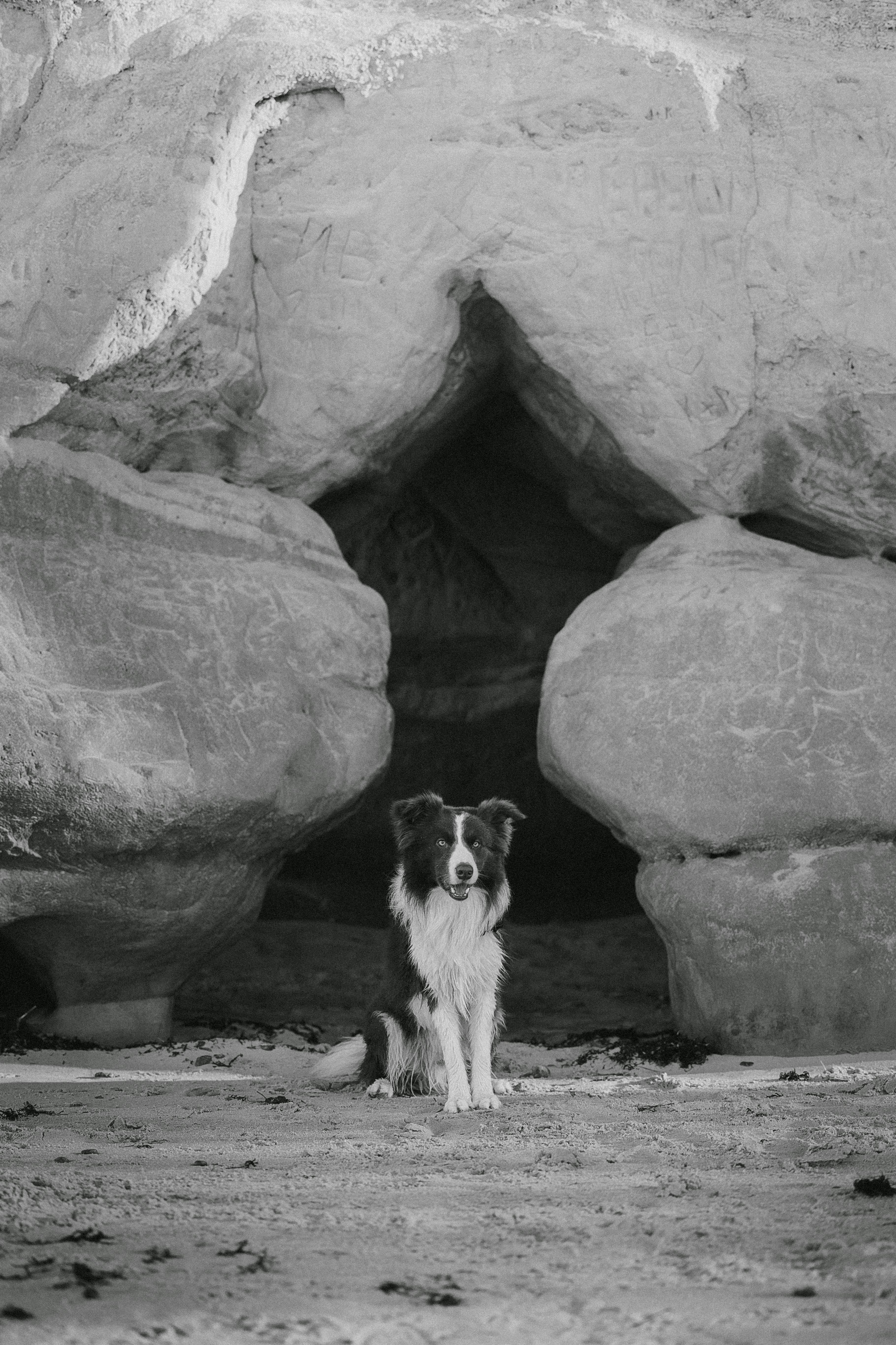 A Border Collie sits in front of a rocky cave entrance, exuding calmness and strength.
